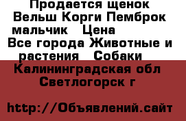 Продается щенок Вельш Корги Пемброк мальчик › Цена ­ 65 000 - Все города Животные и растения » Собаки   . Калининградская обл.,Светлогорск г.